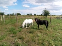 Elad 12 ves nmet classic-pony kanca 
