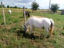 Elad 12 ves nmet classic-pony kanca 