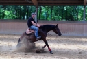 Elad 12 ves quarter horse kanca 