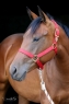 Elad 12 ves quarter horse kanca 