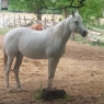 Elad 13 ves arab telivr kanca 