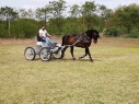 Elad 14 ves lipicai herlt 