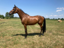 Elad 15 ves holland sportl/KWPN kanca 