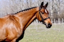 Elad 15 ves holland sportl/KWPN kanca 