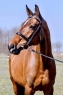 Elad 15 ves holland sportl/KWPN kanca 