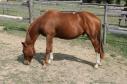 Elad 15 ves painthorse mn 