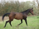 Elad 16 ves akhal-teke kanca 