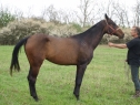 Elad 16 ves akhal-teke kanca 
