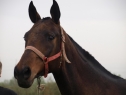 Elad 18 ves akhal-teke kanca 