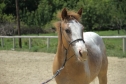 Elad 2 ves appaloosa kanca 