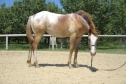 Elad 2 ves appaloosa kanca 