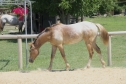 Elad 2 ves appaloosa kanca 