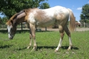 Elad 2 ves appaloosa kanca 