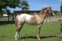 Elad 2 ves appaloosa kanca 