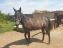 Elad 2 ves lipicai kanca 