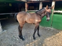 Elad 2 ves lipicai kanca 