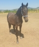 Elad 2 ves lipicai kanca 