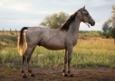Elad 2 ves lipicai mn 