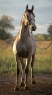 Elad 2 ves lipicai mn 