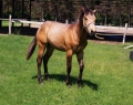Elad 2 ves quarter horse mn 
