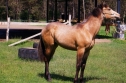 Elad 2 ves quarter horse mn 