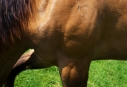 Elad 2 ves quarter horse mn 
