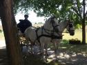 Elad 20 ves lipicai kanca 