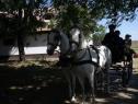 Elad 20 ves lipicai kanca 