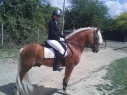 Elad 25 ves haflingi mn 