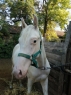 Elad 3 ves appaloosa mn 