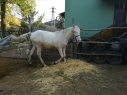 Elad 3 ves appaloosa mn 