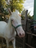 Elad 3 ves appaloosa mn 