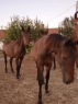 Elad 3 ves furioso kanca 