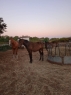 Elad 3 ves furioso kanca 