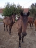 Elad 3 ves furioso kanca 