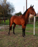 Elad 3 ves furioso mn 