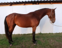 Elad 3 ves furioso mn 