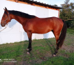 Elad 3 ves furioso mn 