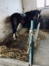 Elad 3 ves furioso mn 
