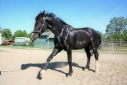 Elad 3 ves holland sportl/KWPN herlt 