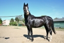 Elad 3 ves holland sportl/KWPN herlt 