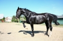 Elad 3 ves holland sportl/KWPN herlt 