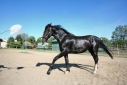 Elad 3 ves holland sportl/KWPN herlt 