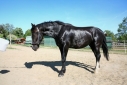 Elad 3 ves holland sportl/KWPN herlt 