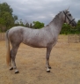 Elad 3 ves lipicai kanca 