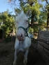 Elad 4 ves appaloosa mn 