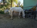 Elad 4 ves appaloosa mn 