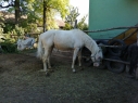 Elad 4 ves appaloosa mn 