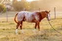 Elad 4 ves appaloosa mn 