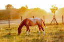 Elad 4 ves appaloosa mn 